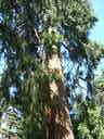 A sentinel redwood on the college campus.